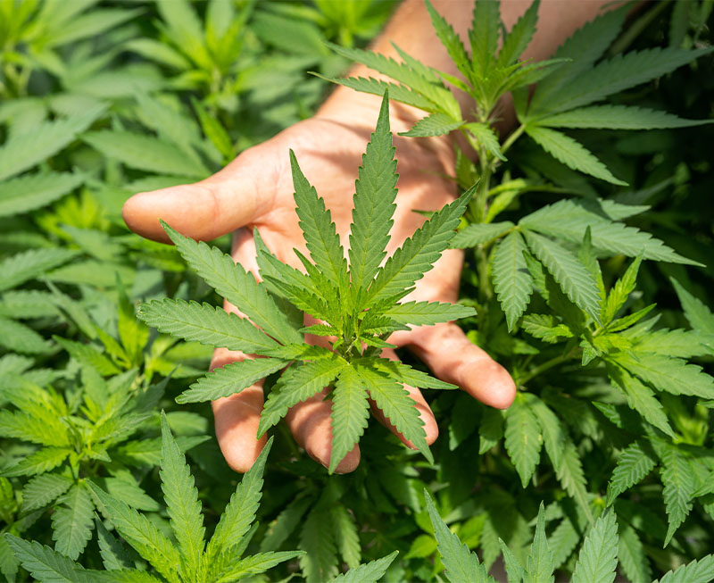 Cannabis Flower Leaves